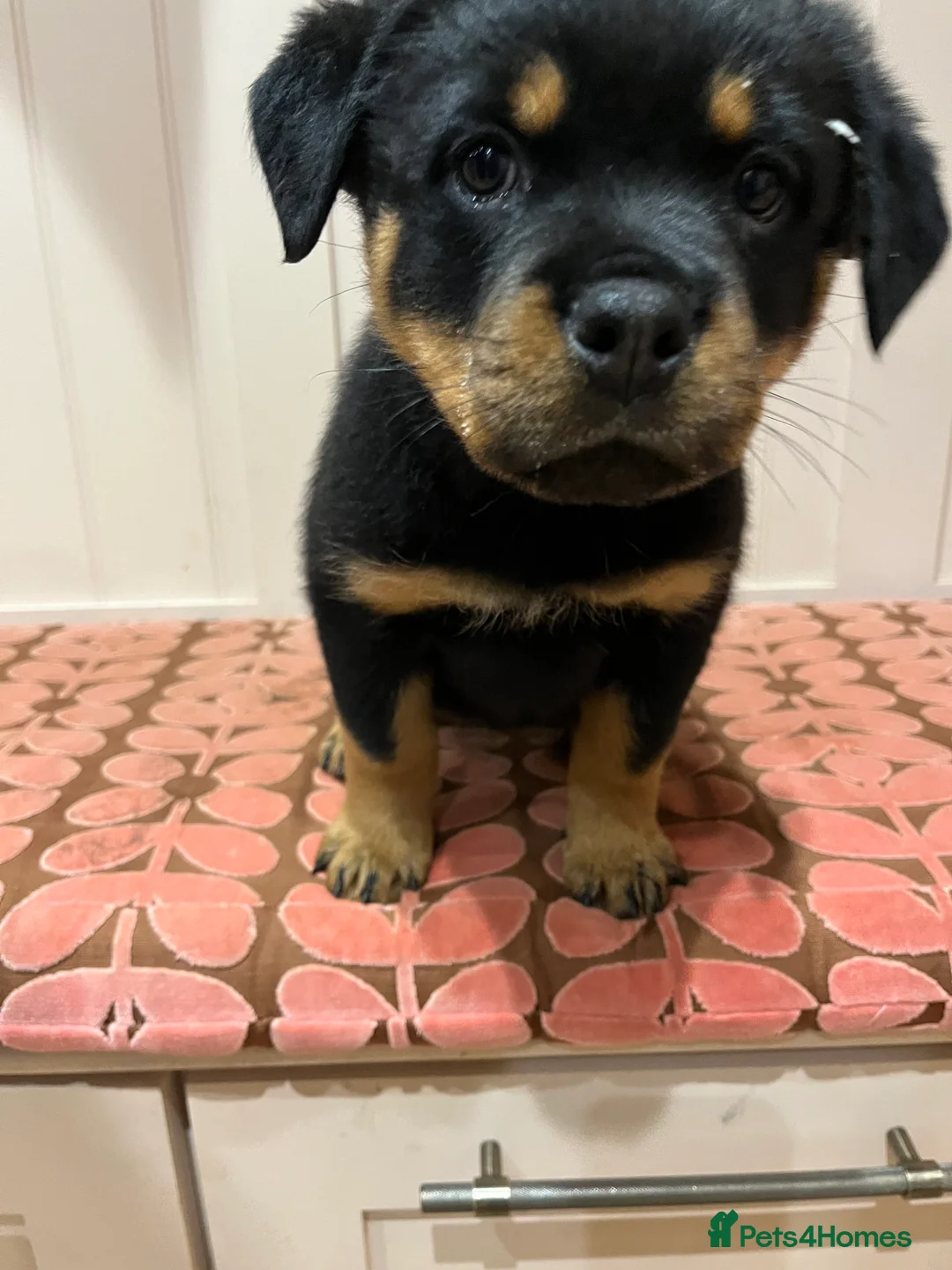 Rottweiler dogs for sale: Beautiful well bred Rottweiler puppies in Haywards Heath - Advert 2