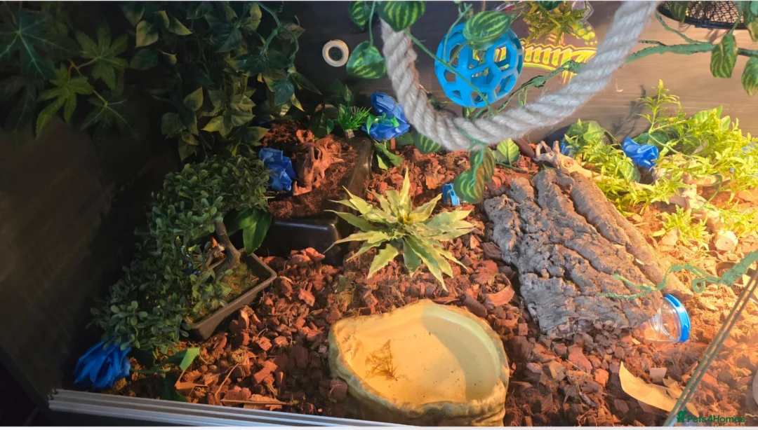 Python Snake reptiles for sale: Special pastel leopard pied & vivarium  in Spalding - Advert 9