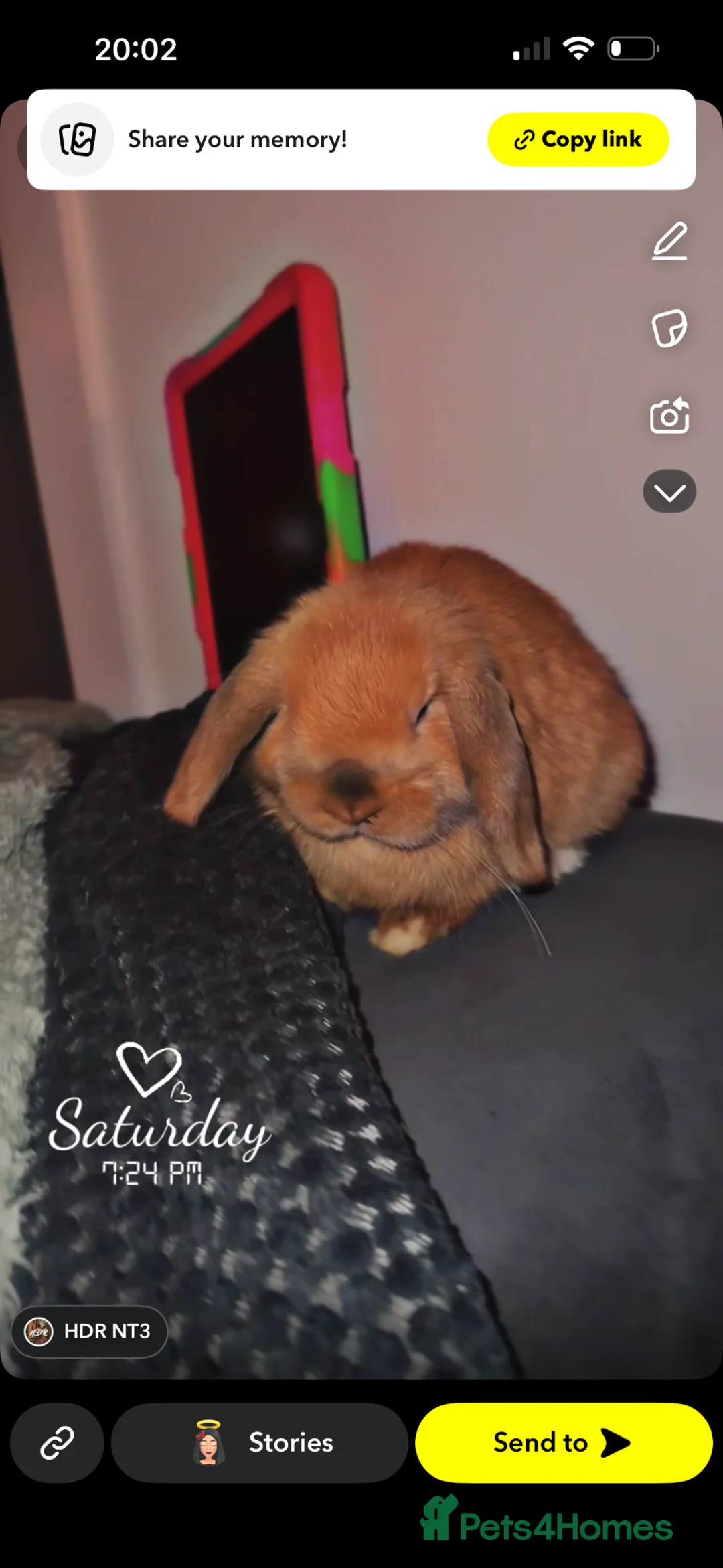 Mini Lop rabbits for sale: Mini lop buck - Advert 2