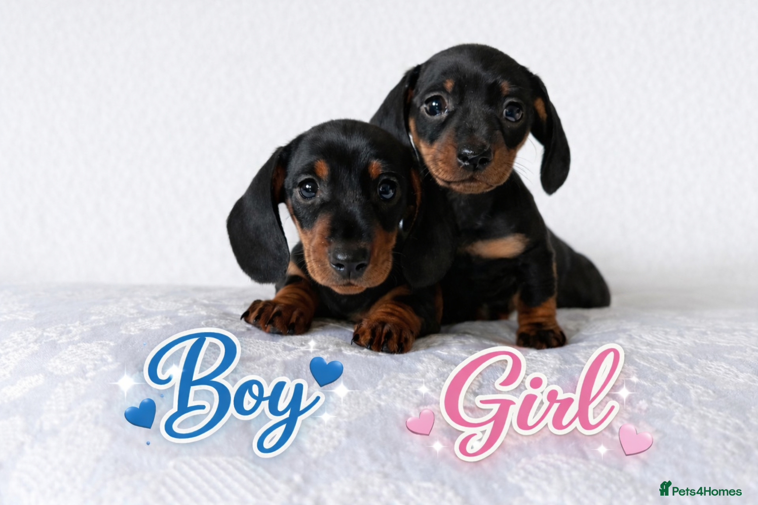 Miniature Dachshund dogs KC miniature dachshunds  - Advert 1