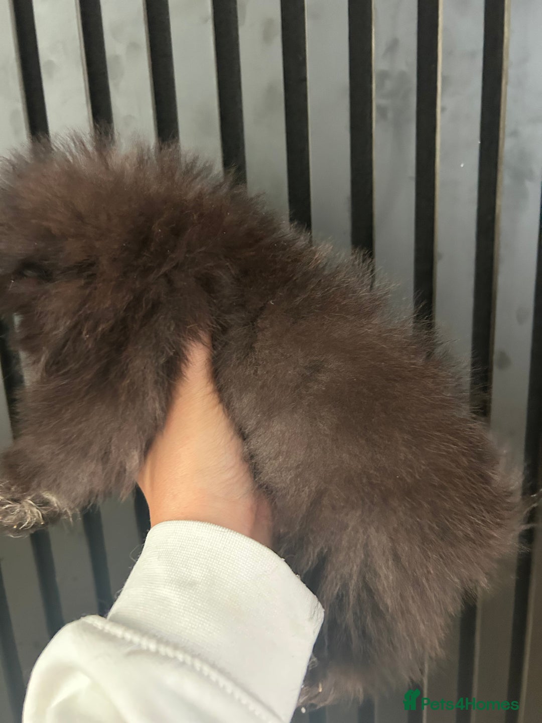 Pomeranian dogs for sale: Adorable bear faced fluffy merle Pomeranians - Image 13