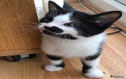 Domestic Shorthair cats for sale: 5 adorable mixed kittens, Russian Blue & Shorthair - Advert 13