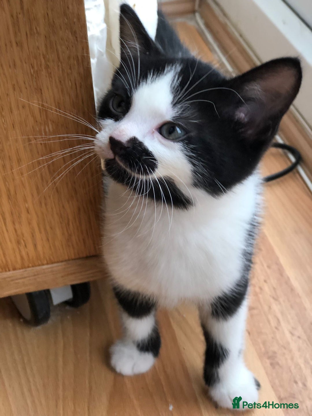 Domestic Shorthair cats for sale: 5 adorable mixed kittens, Russian Blue & Shorthair - Advert 13