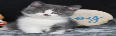 British Shorthair 4