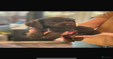 Cocker Spaniel dogs - Advert 2