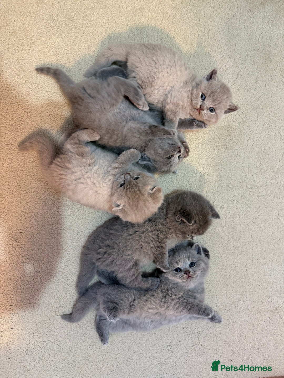 Scottish Fold cats for sale: Scottish Fold/ Straight kitties  - Advert 28