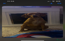 Mixed Breed dogs for sale: mixed breed Hungarian vizsla  - Image 1