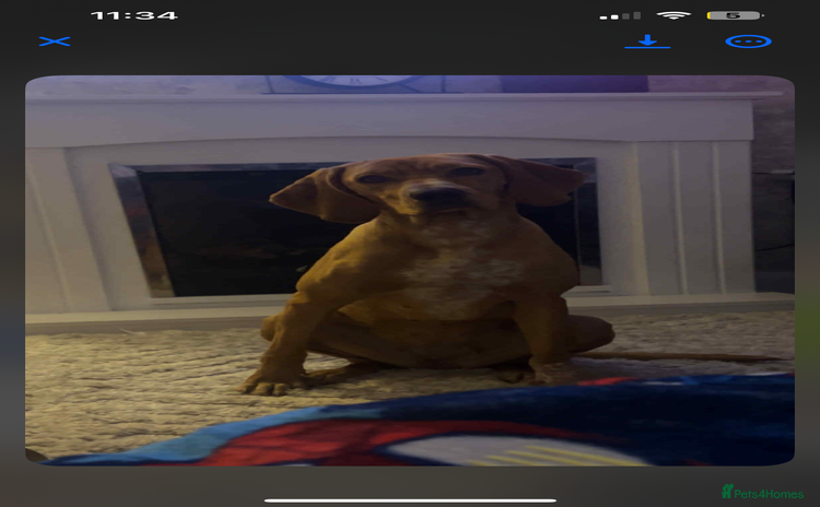 Mixed Breed dogs - Advert 1