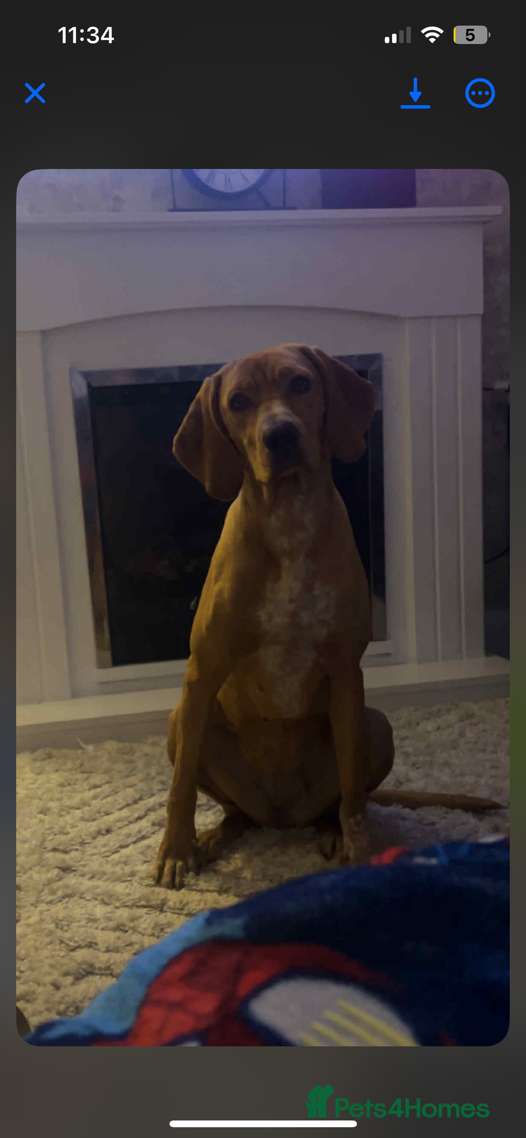 Mixed Breed dogs for sale: mixed breed Hungarian vizsla  - Image 1