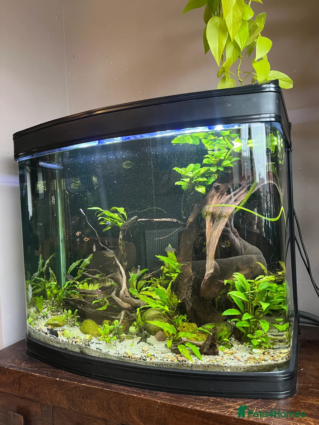 Tetras fish for sale: 280ltr curved edged fish tank  - Advert 2