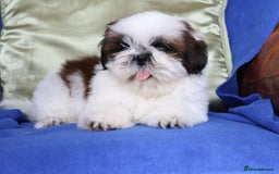 Shih Tzu dogs for sale: Beautiful Shih Tzu Puppies - Image 3