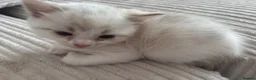 Ragdoll cats for sale: Ragdoll kitten only one left  - Advert 3