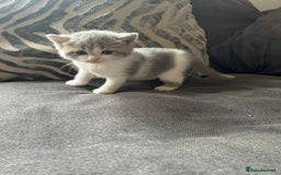 British Shorthair cats for sale: British shorthair cross - Image 3