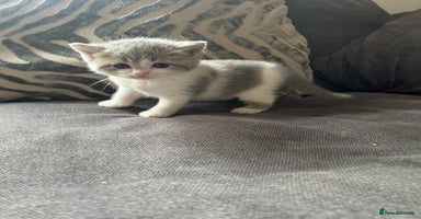 British Shorthair cats - Advert 13