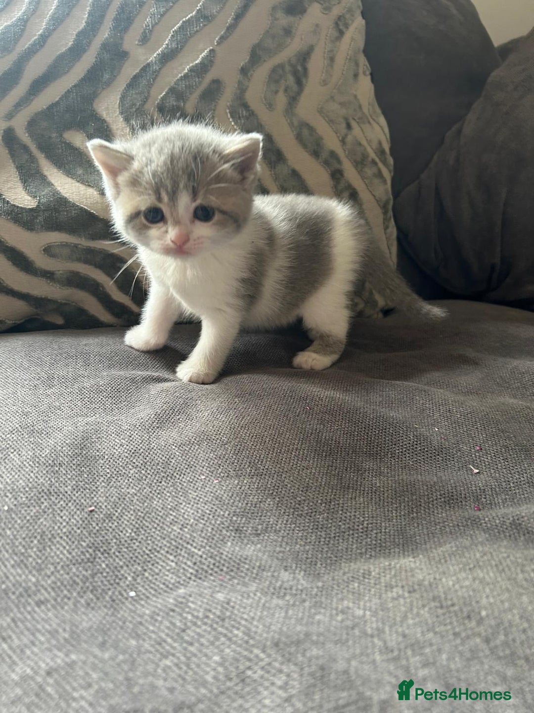 British Shorthair cats for sale: British shorthair cross - Image 3