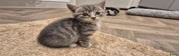 Mixed Breed cats for sale: 6 lovely kittens - Advert 20