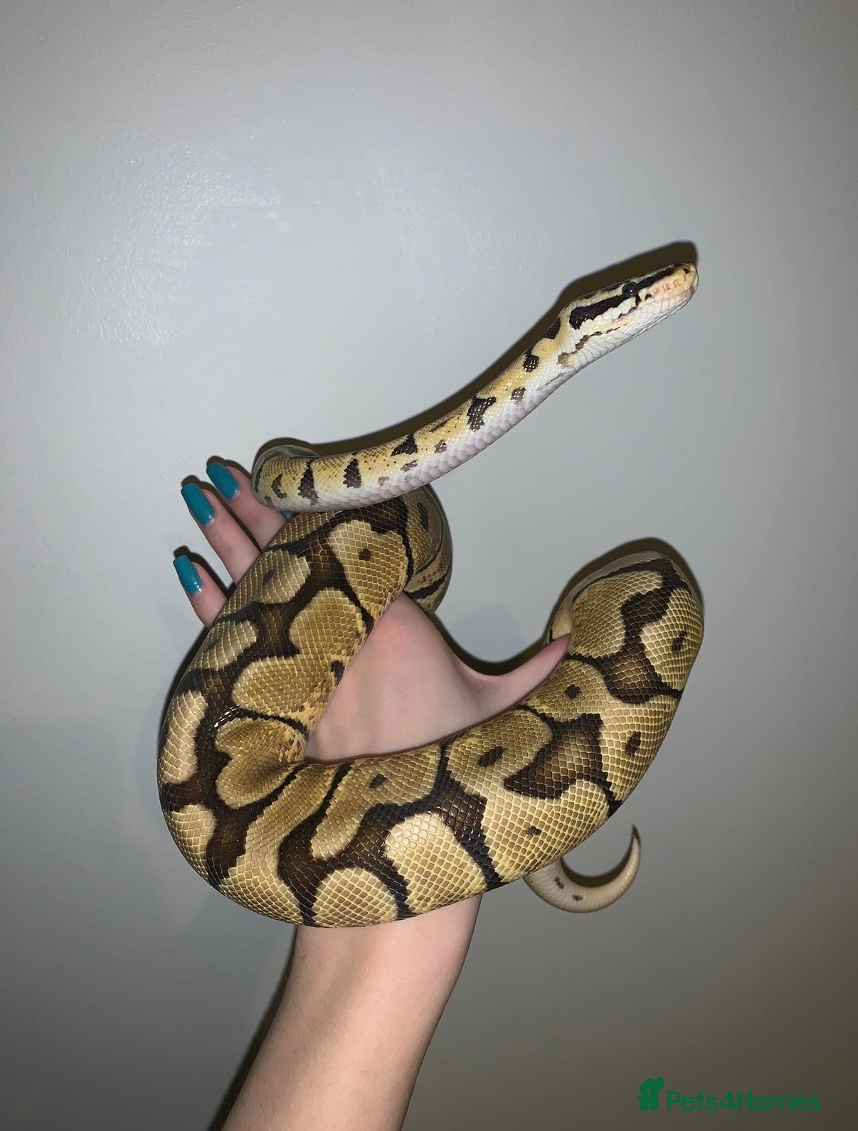 Python Snake reptiles Ball python - Advert 1