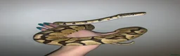 Python Snake reptiles for sale: Ball python - Advert 1