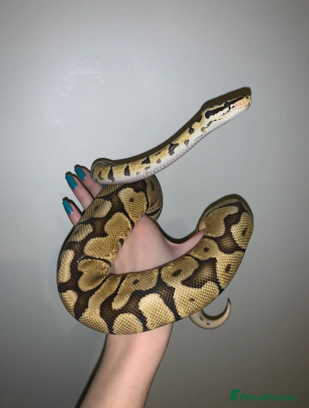 Python Snake reptiles for sale: Ball python - Advert 1