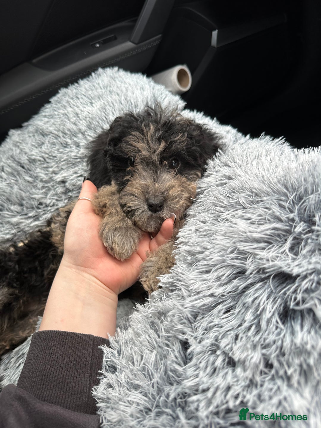 Cockapoo dogs for sale: Merle Cockapoo pup - Image 4
