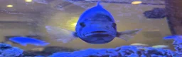 Cichlids fish for sale: Large Tilapia Cichlid - Advert 4