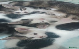 Mixed Breed cats for sale: Kittens ready now - Image 9