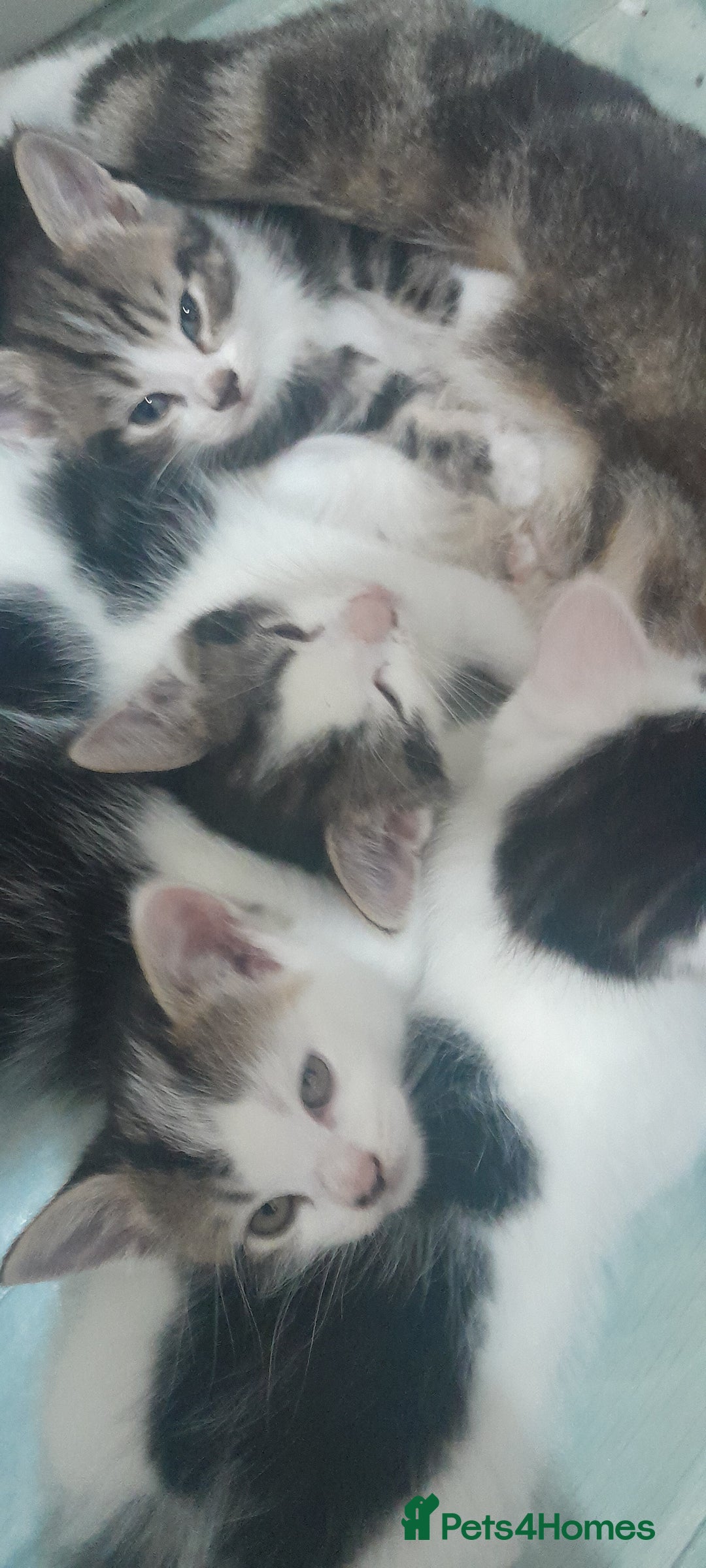 Mixed Breed cats for sale: Kittens ready now - Image 9