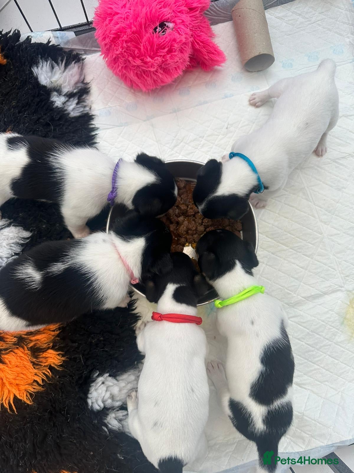 Jack Russell dogs for sale: Traditional Mini Jack Russells in Spilsby - Advert 5
