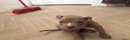 American Bully dogs for sale: 8 gorgeous American Bully pups 🐶 - Advert 16
