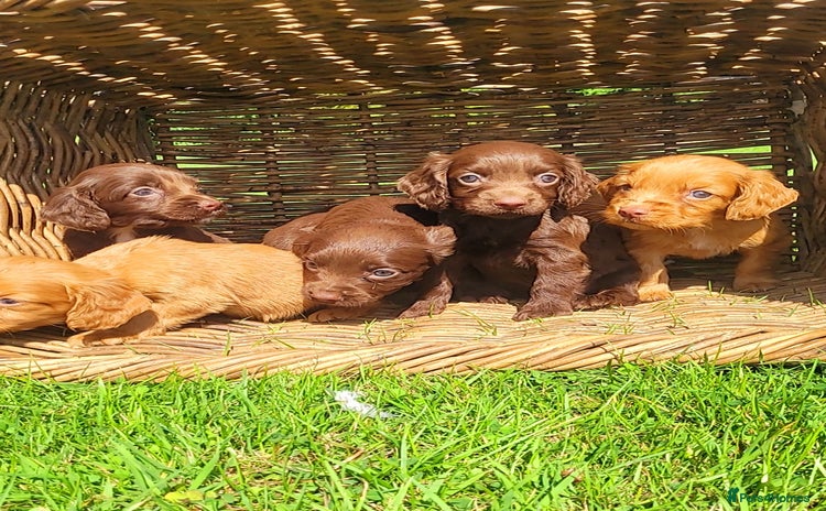 Cocker Spaniel dogs - Advert 11