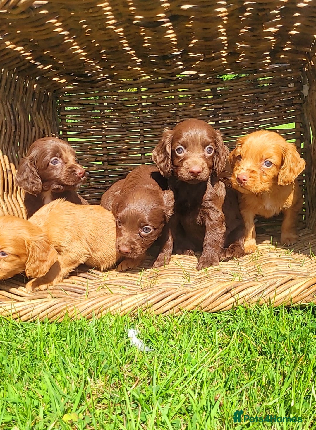 Cocker Spaniel dogs for sale: Cocker spaniel pups - Image 1