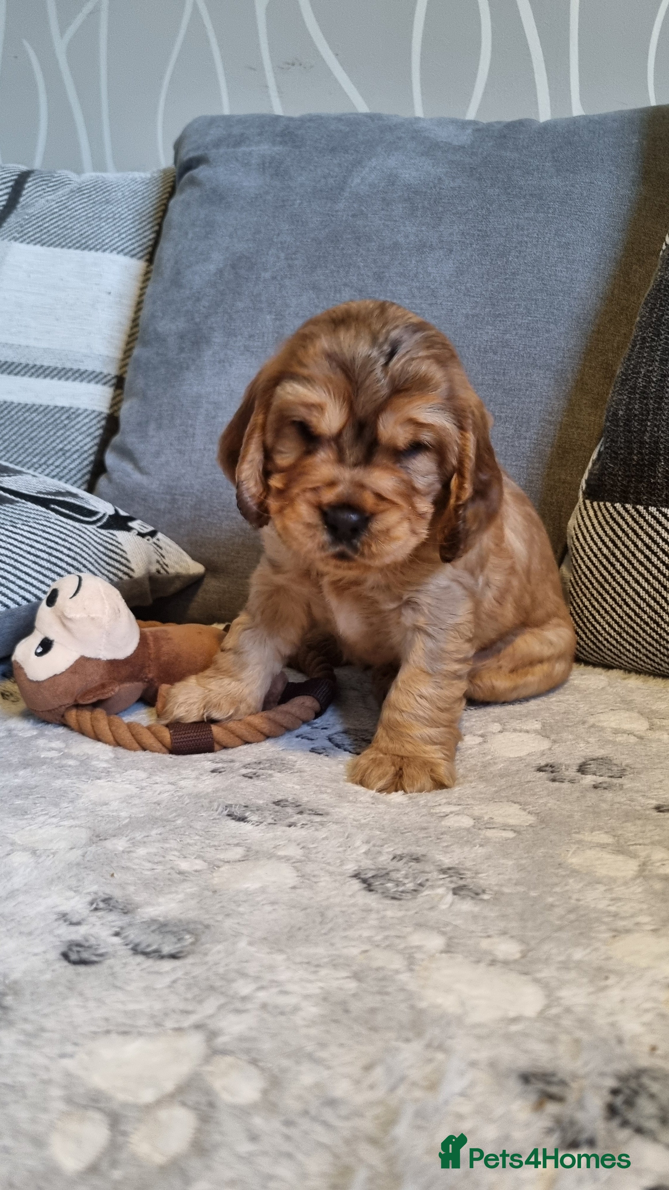 Cocker Spaniel dogs for sale: 🐾 Beautiful Show Type Cocker Spaniel Puppies - Advert 20