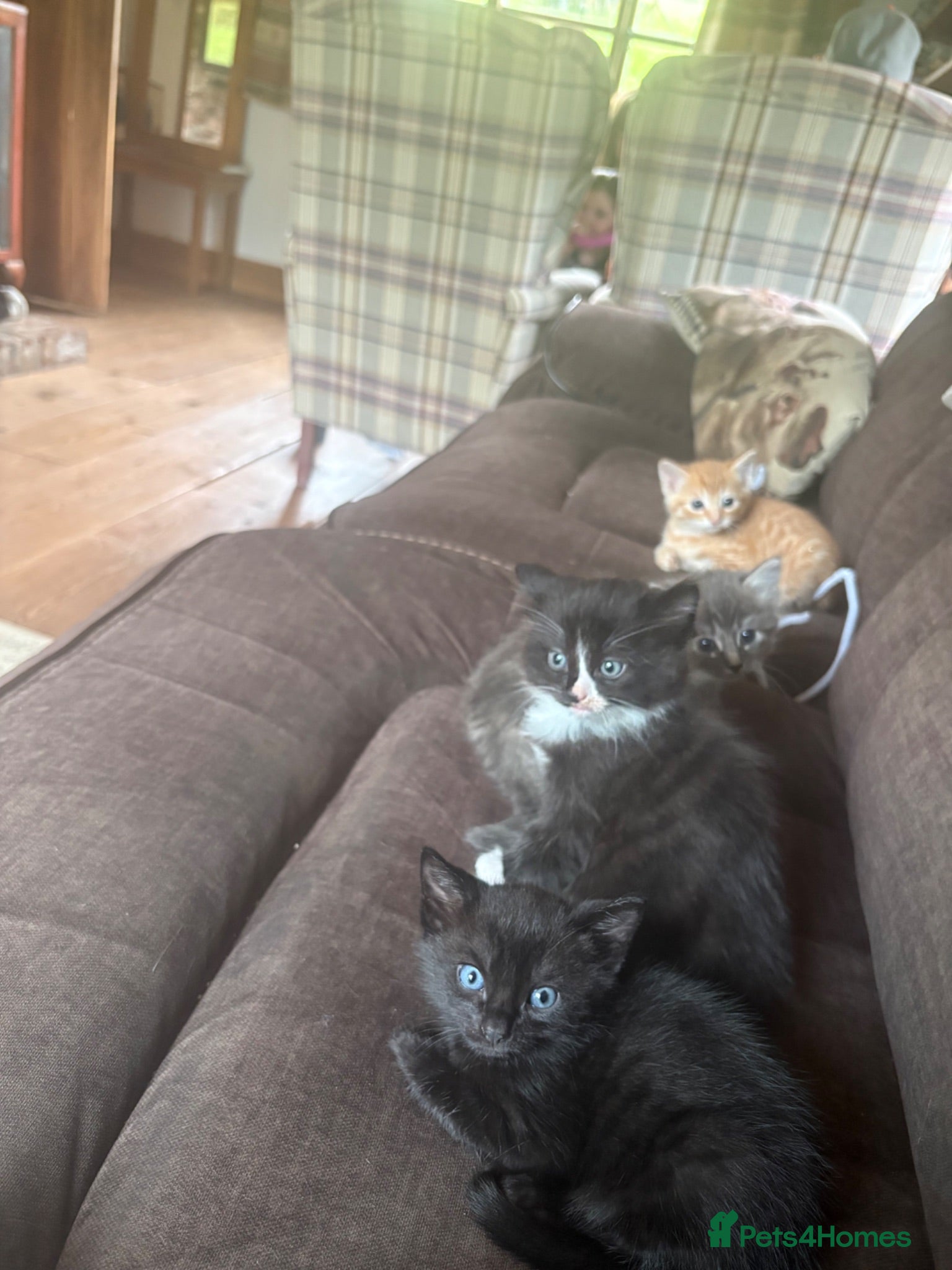 Mixed Breed cats Beautiful kittens looking for their family  - Advert 2