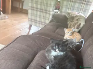 Mixed Breed cats Beautiful kittens looking for their family - Advert 2