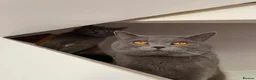 British Shorthair cats for sale: 💙 British Shorthair Male & Female 🐾 - Advert 3