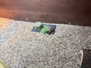 Tortoise reptiles Horsefield tortoise - Advert 4