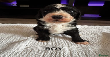 Cockapoo dogs - Advert 4