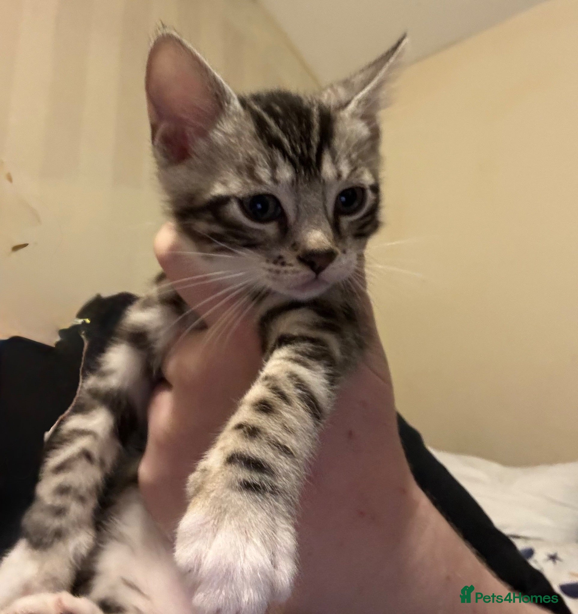 Bengal cats Bengal kittens  - Advert 13