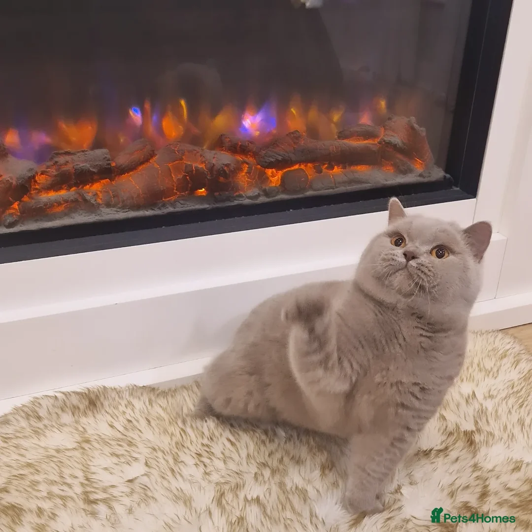 British Shorthair cats for stud: 🌟Exclusive Import ⭐World-Class Type🌟 - Advert 20