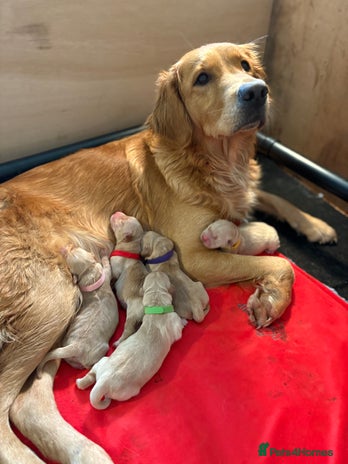 Golden Retriever dogs - Advert 1