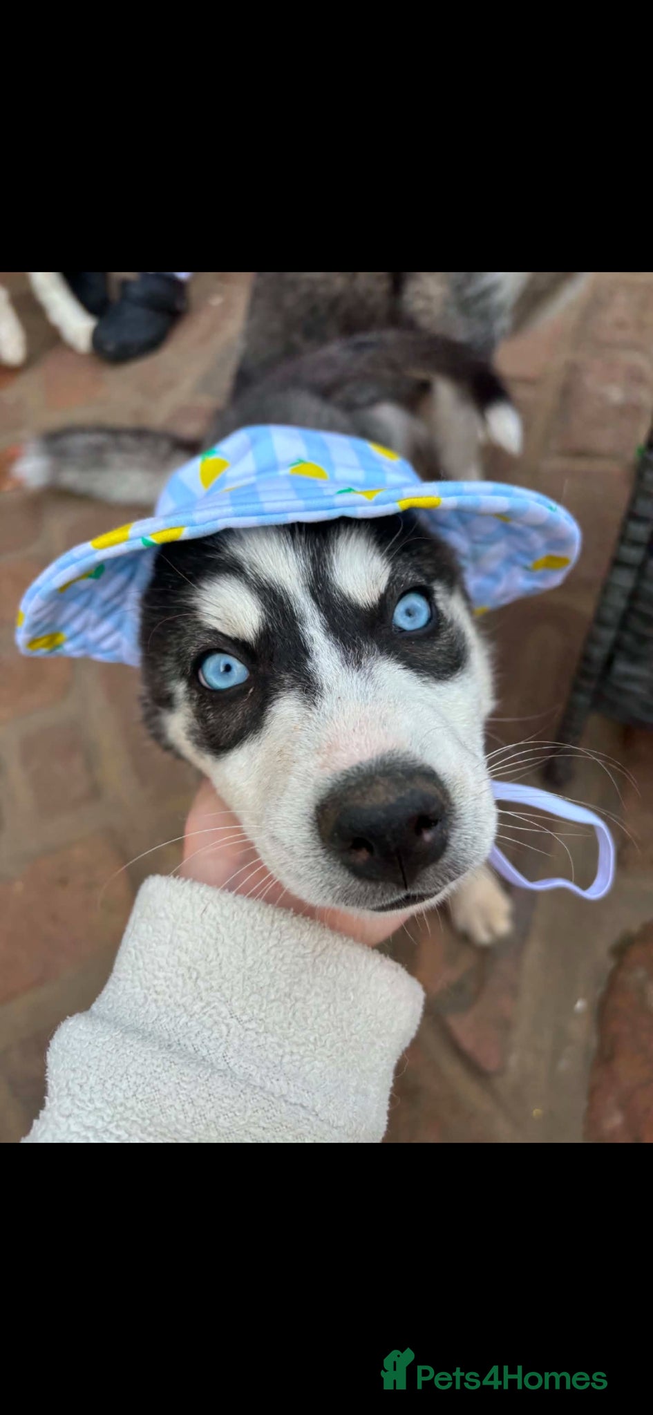 Pomsky dogs ❤️ B E A I T I F U L POMSKY PUPPIES READY NOW ❤️ - Advert 2