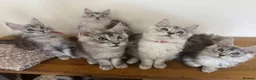 Maine Coon cats for sale: Exceptional Pedigree Maine Coon kittens available  in Worcester - Advert 12