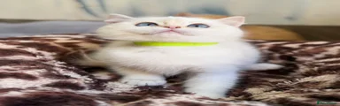 British Shorthair 4