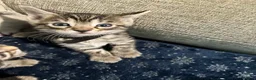 Bengal cats for sale: Mix Bengal kittens for sell in Corby - Advert 17
