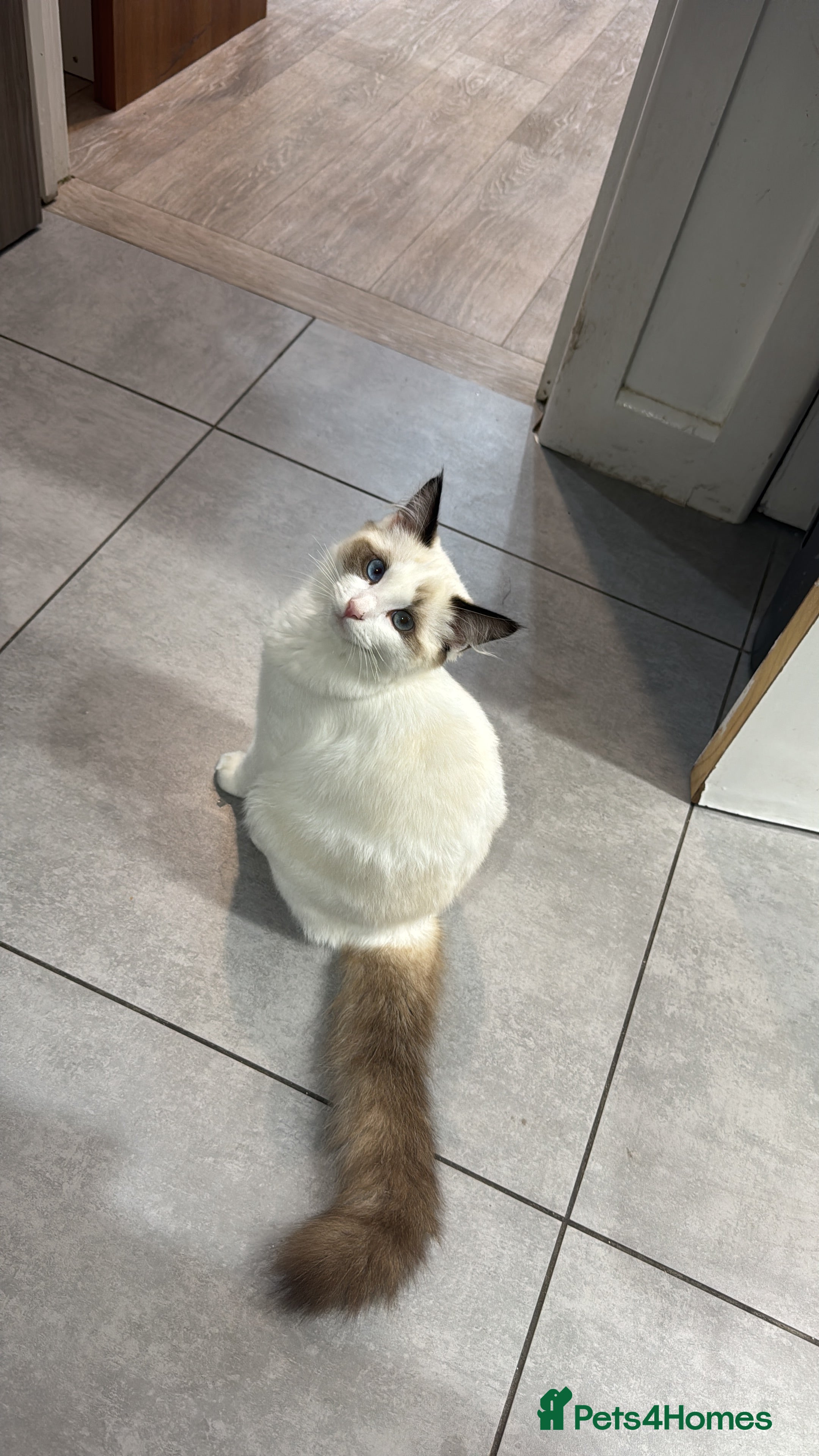 Ragdoll cats BEAUTIFUL RAGDOLL - Advert 1