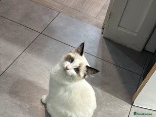 Ragdoll cats BEAUTIFUL RAGDOLL - Advert 1