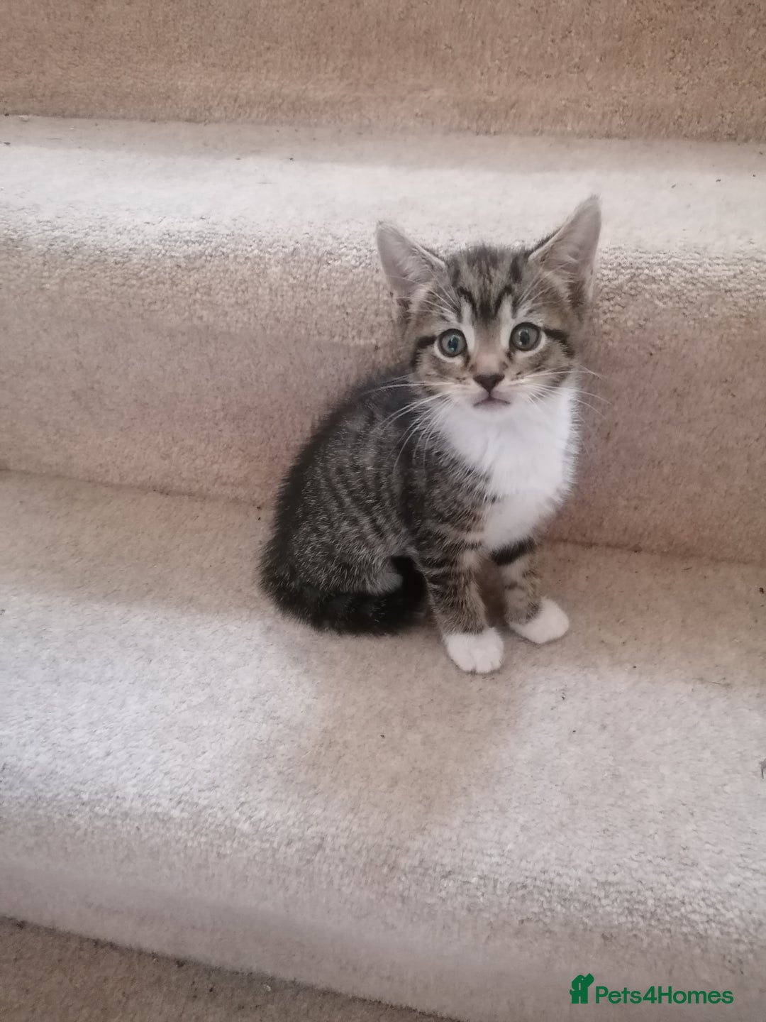 Mixed Breed cats for sale: Mixed litter very well handled Tabby kittens  - Image 8