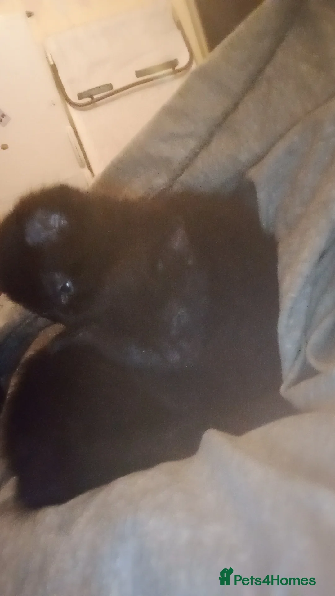 British Shorthair cats for sale: Two female kittens  in Elland - Advert 3