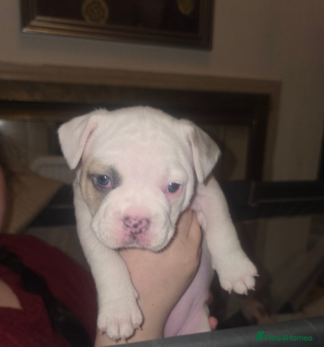 Mixed Breed dogs for sale: Frenchbulldog/pocketbully - Image 4