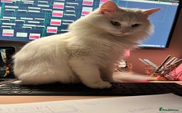 Turkish Angora cats for sale: 2 Turkish angora siblings  - Image 3